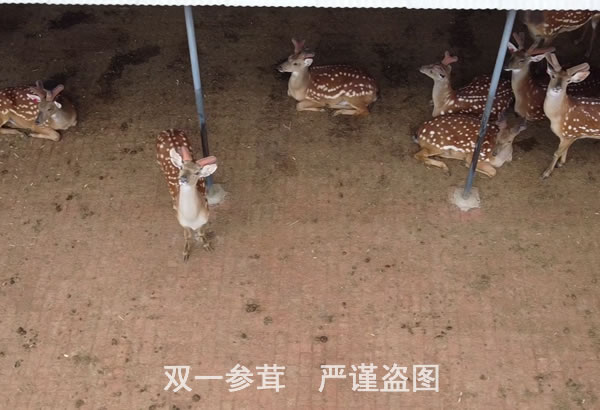 深圳市小鹿好奇的看着航拍器